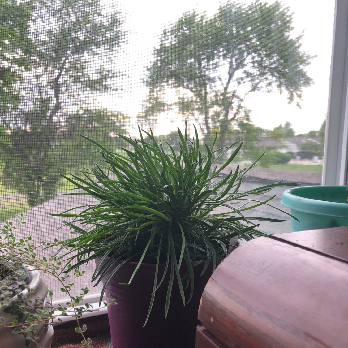 Photo of the plant species Armeria Maritima by @melxn named Tom on Greg, the plant care app