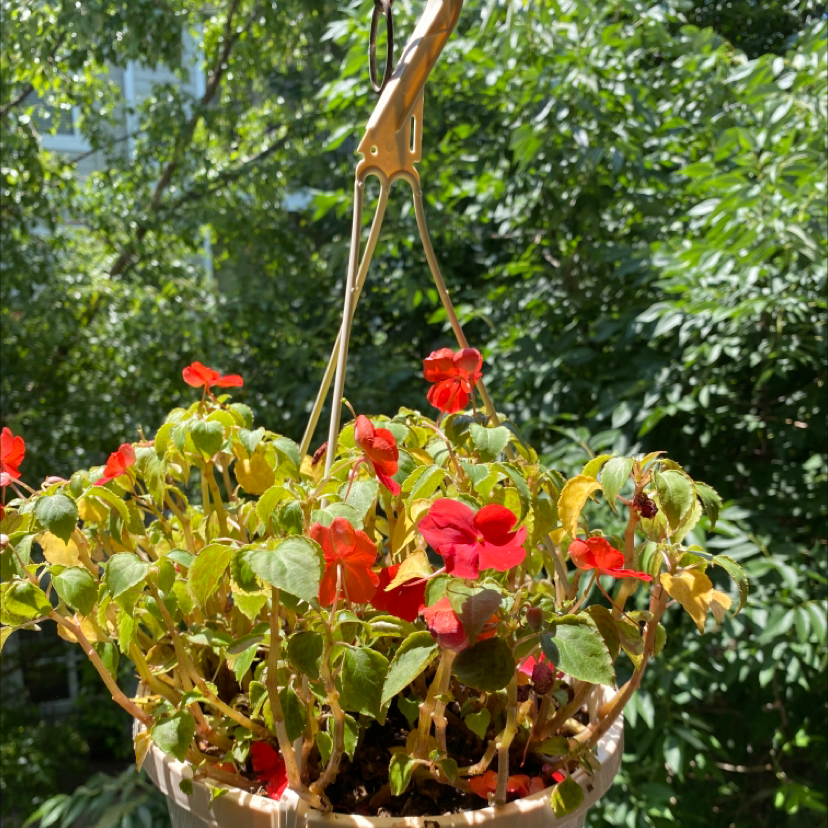 Hanging basket with Buzzy Lizzy plant, red flowers, and some yellowing leaves.