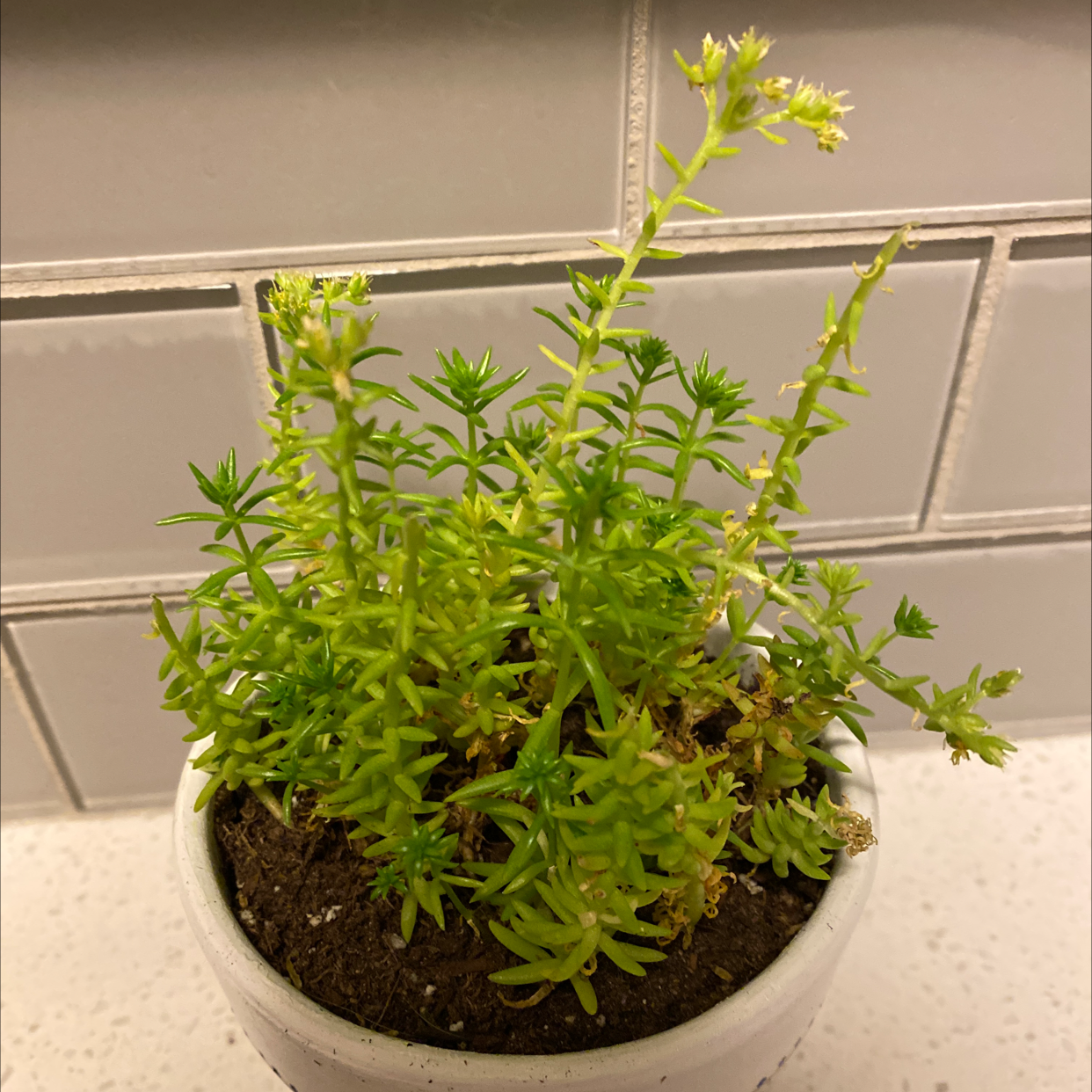 Photo of the plant species Jenny's Stonecrop by Derrick named Janice on Greg, the plant care app