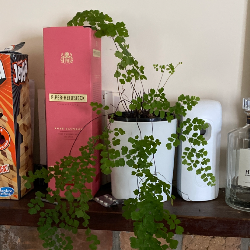 Photo of the plant species Hemionitis raddiana by Kaitlyn named Fireplace 2 on Greg, the plant care app