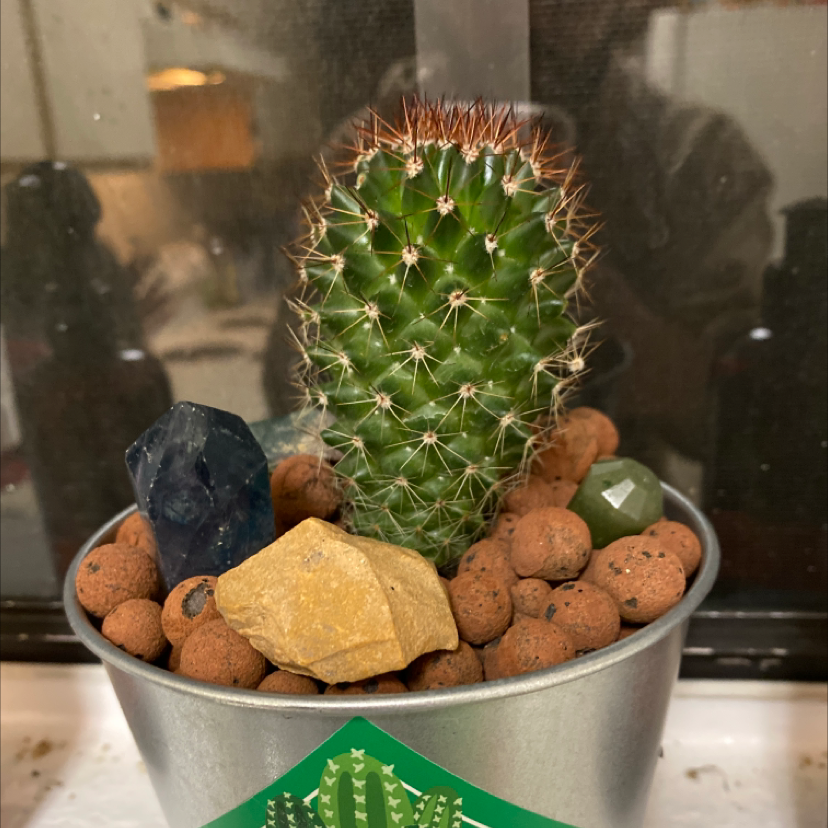 Healthy flowering lace hedgehog cactus in a metal pot surrounded by rocks. The cactus has dense white spines and pink flowers.