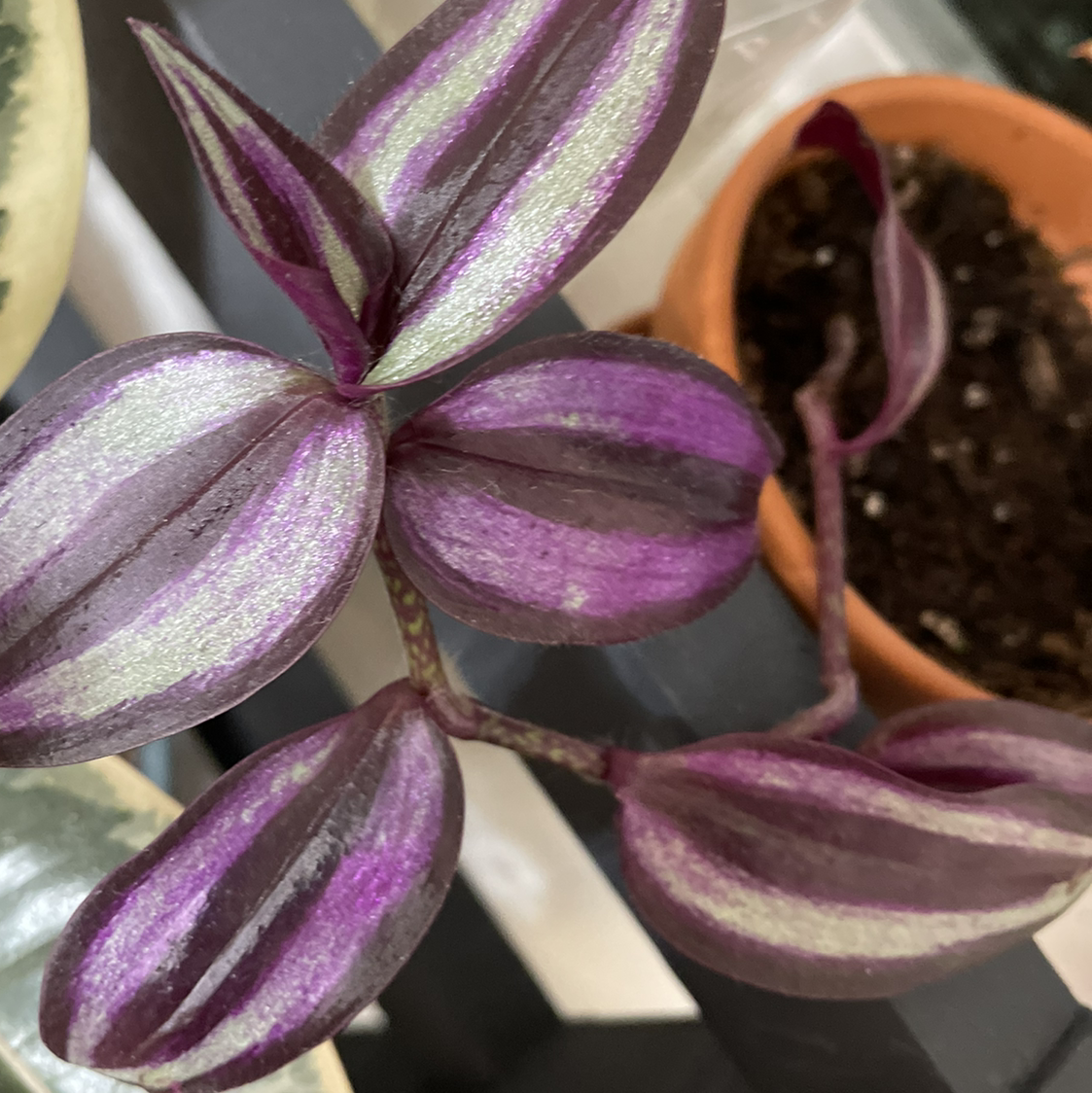 Spiderwort plant photo by @HOBbitDAY named Melora on Greg, the plant care app.