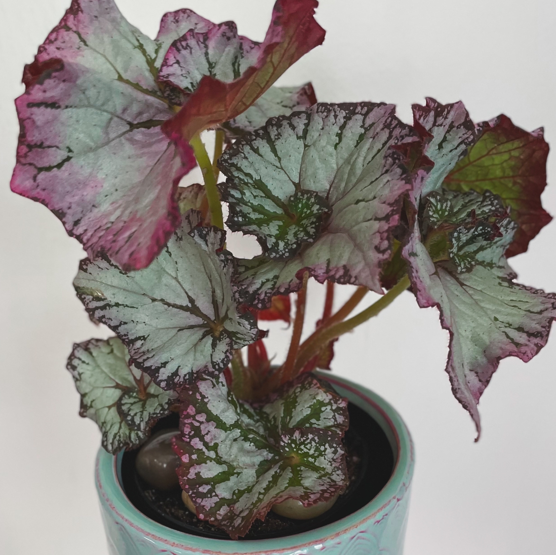Photo of the plant species Begonia NAUTILUS™ 'Lilac' by @HOBbitDAY named Seraphine on Greg, the plant care app