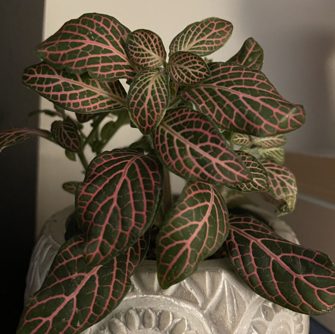 Nerve Plant plant photo by @HOBbitDAY named Mona Leafsa on Greg, the plant care app.