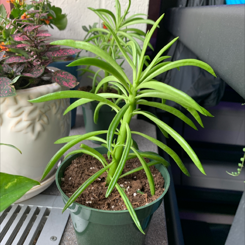 Pincushion Peperomia plant in a green pot with visible soil, healthy green leaves, and no signs of disease.