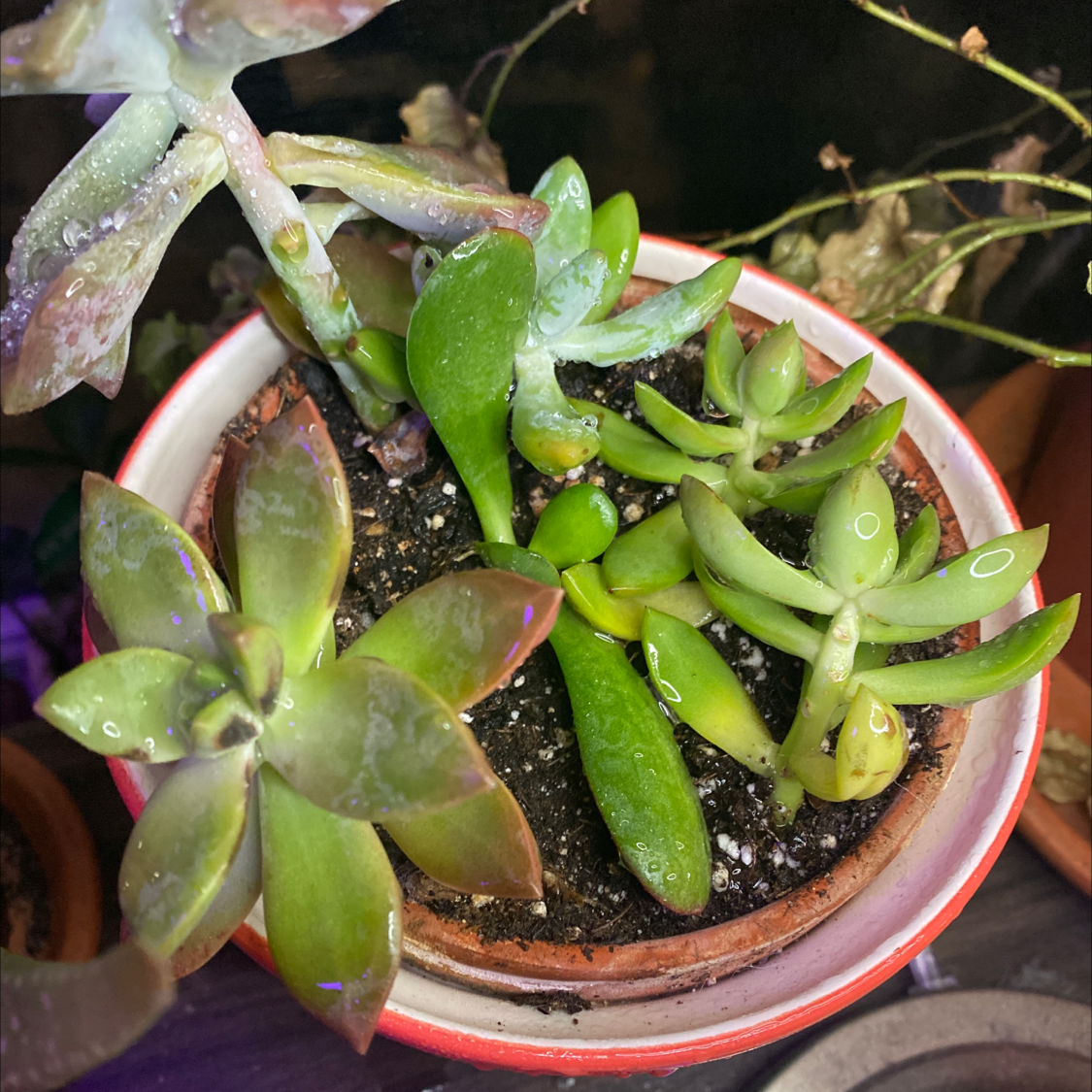 Potted Jade plant with visible soil and some yellowing leaves.