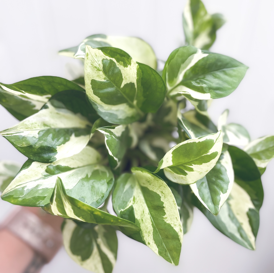Glacier Pothos plant with variegated green and white leaves, appearing healthy.