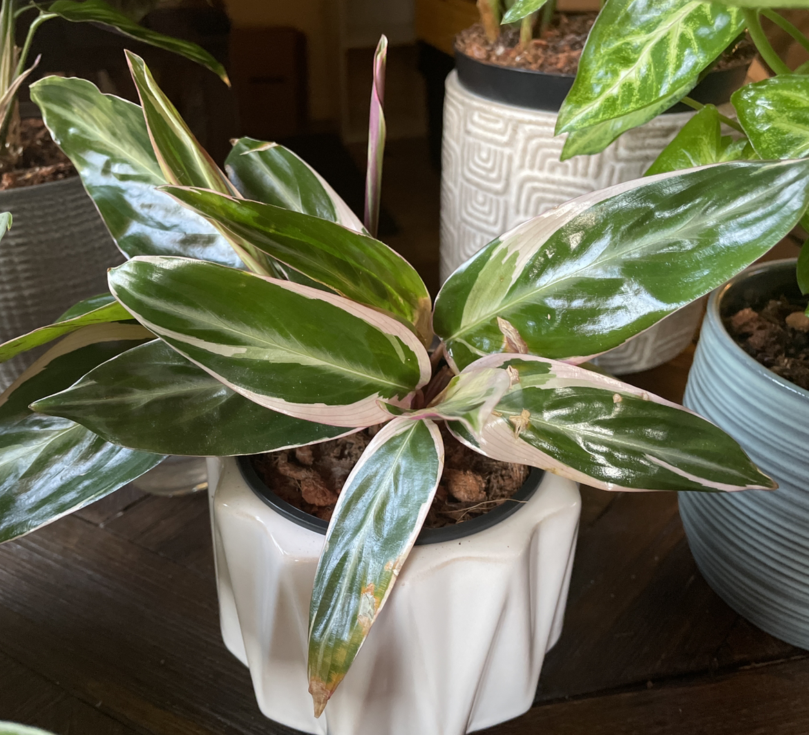 Triostar Stromanthe plant photo by @FeelingPlantish named Triostar on Greg, the plant care app.