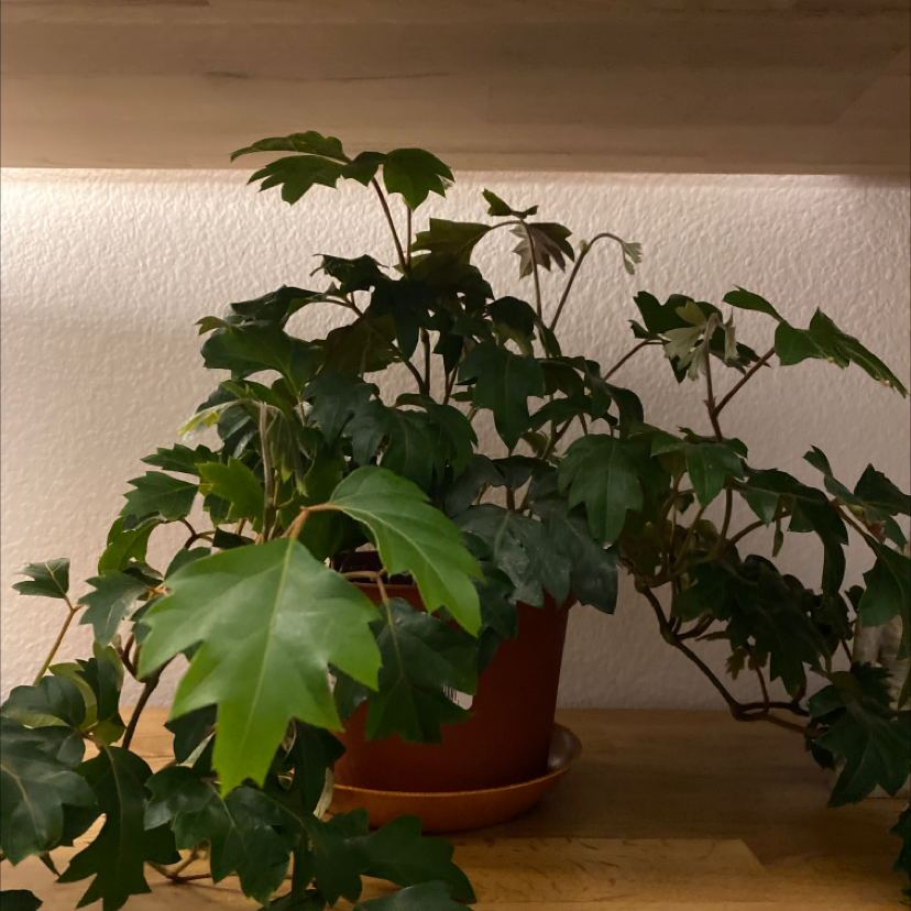 Healthy, thriving grape ivy plant with large, glossy green lobed leaves growing in a terracotta pot indoors.