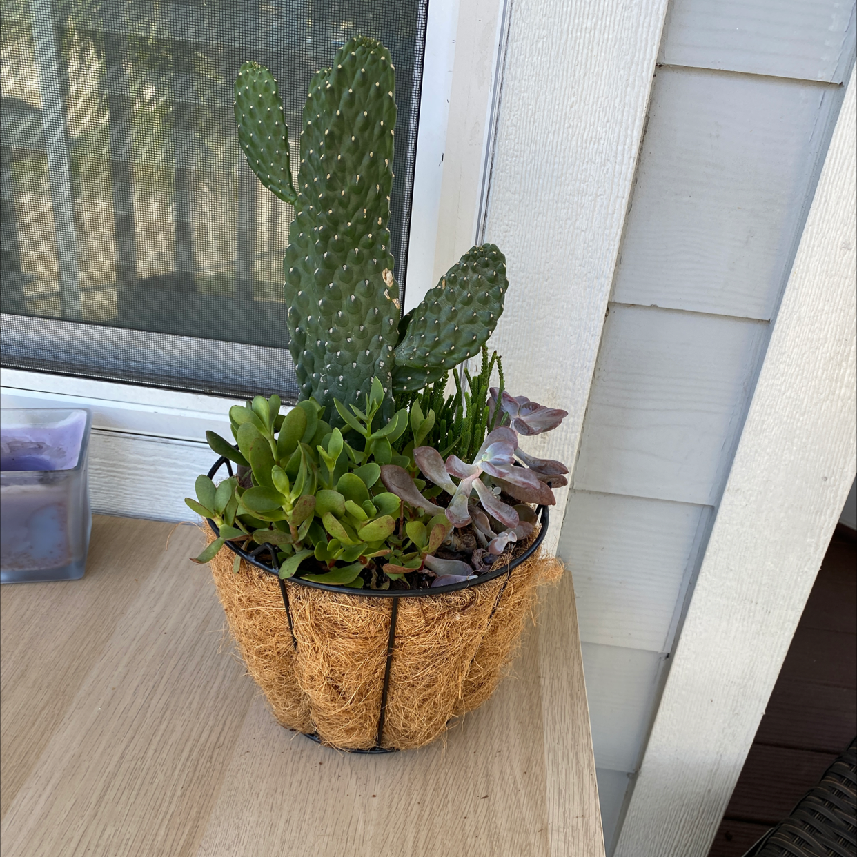 Potted Barbary Fig (Opuntia) with other succulents on a wooden surface.