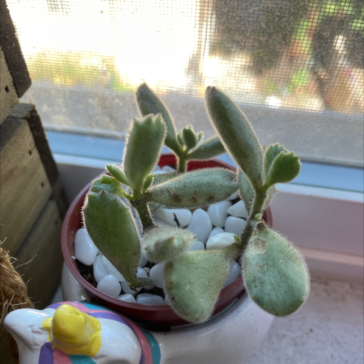 Bear's Paw plant photo by @Caro named Bear on Greg, the plant care app.