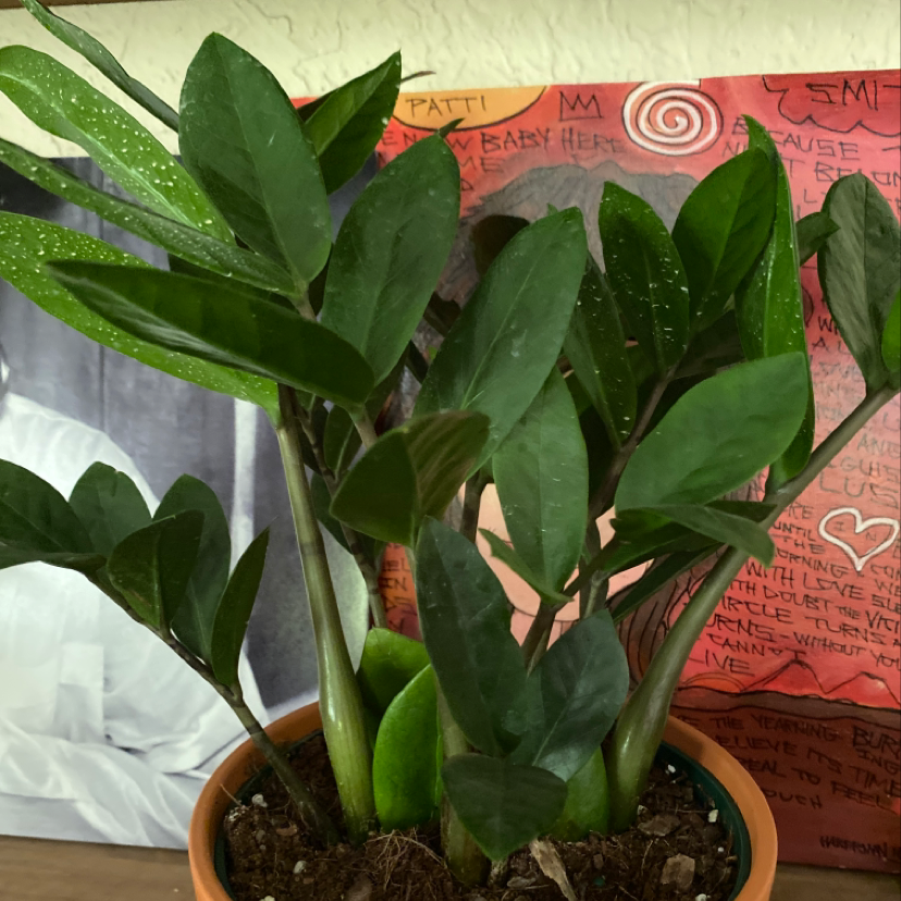Healthy potted ZZ plant with glossy green leaves in front of a window with writing. The soil is moist and the plant appears to be thriving.
