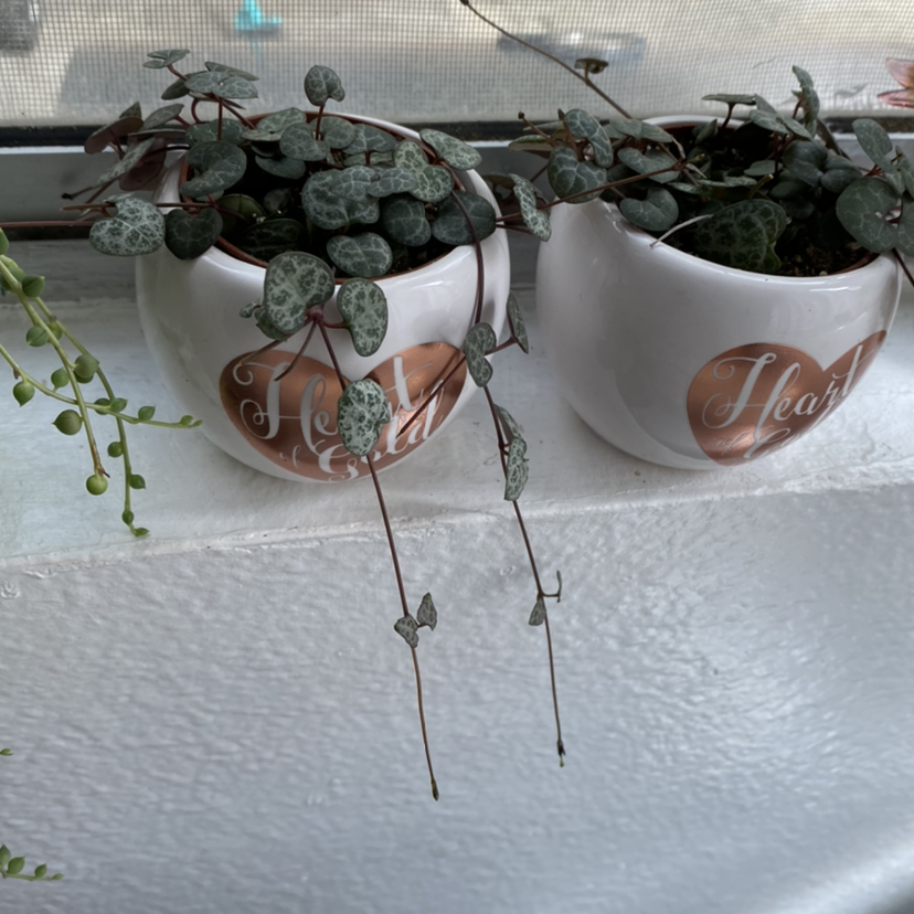 String of Needles plant photo by Jeannette named String of hearts on Greg, the plant care app.