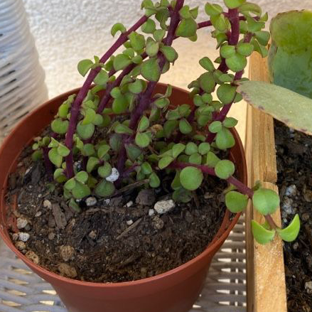 Elephant Bush plant photo by Jeannette named Elephant bush on Greg, the plant care app.