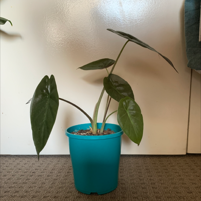 Potted New Guinea Shield plant with large green leaves on a carpeted floor.