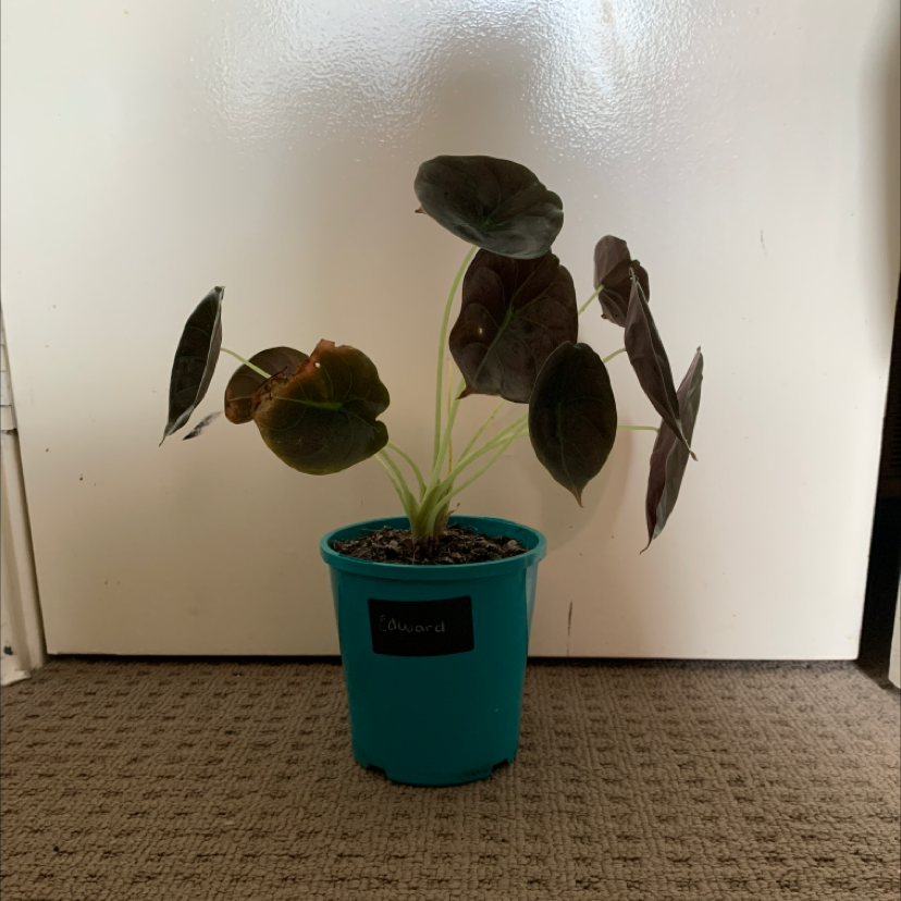 Alocasia ‘Red Secret’ plant in a blue pot, healthy leaves, visible soil.