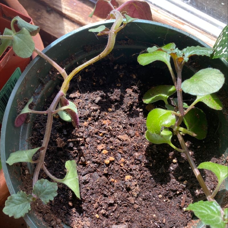Potted Mexican Mint plant with some yellowing and browning leaves, visible soil.