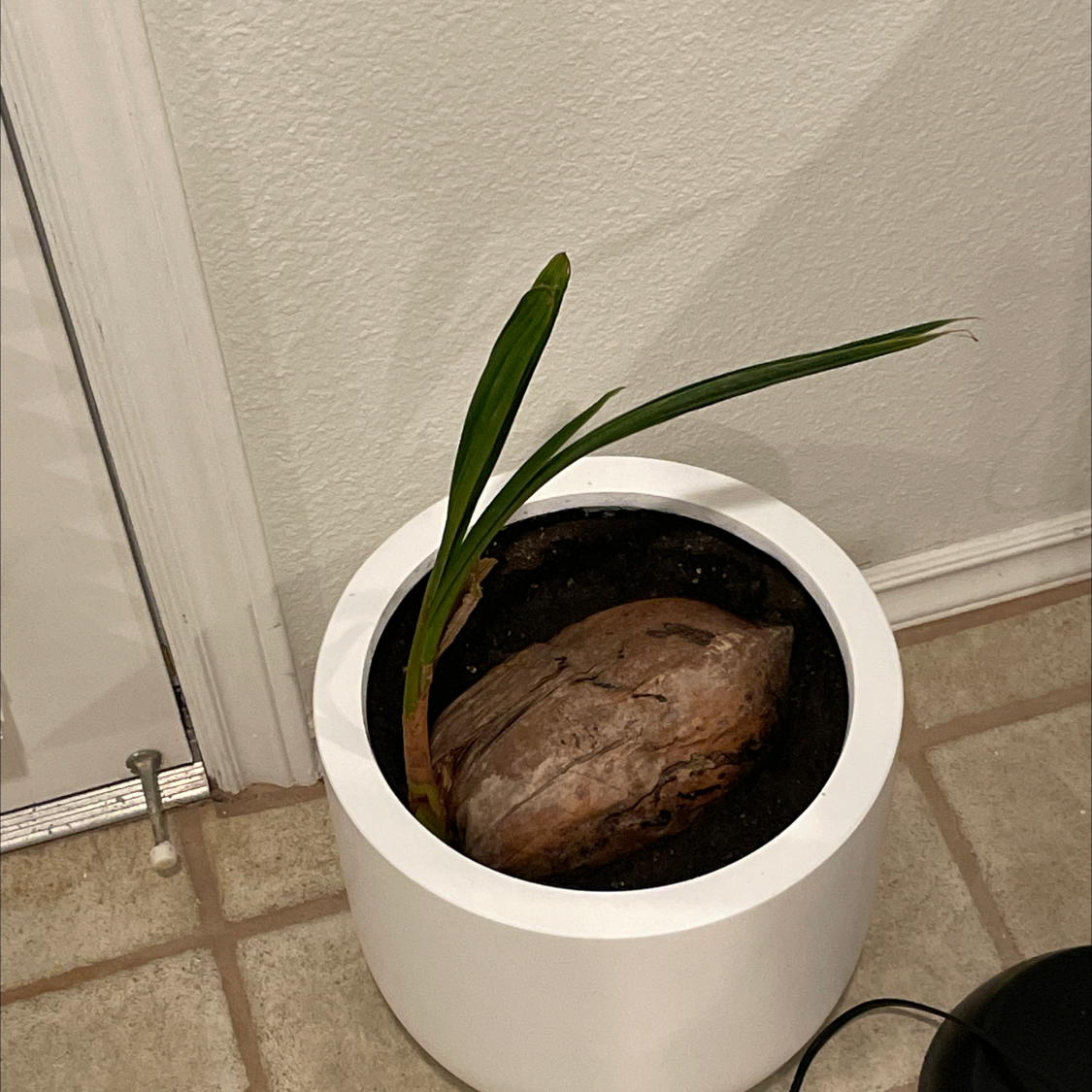 Young coconut plant in a white pot with visible soil and emerging green leaves.