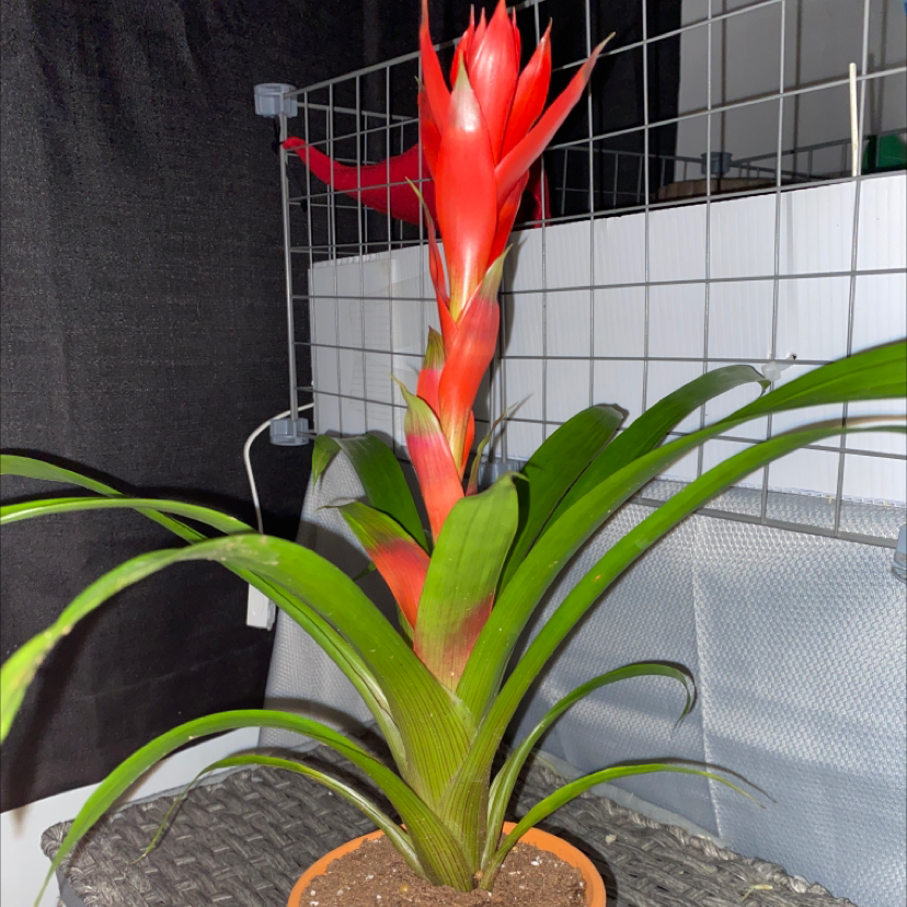 Blushing Bromeliad with vibrant red flowers and healthy green leaves in a pot.