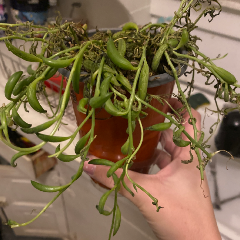 Hands holding a healthy Senecio radicans plant with long trailing stems of small banana-shaped leaves in a terracotta pot.