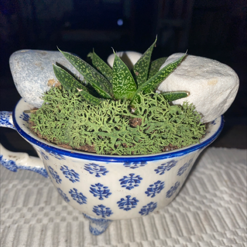 A healthy Gasteria verrucosa succulent plant with thick, tongue-shaped green leaves growing in a blue and white patterned ceramic pot.