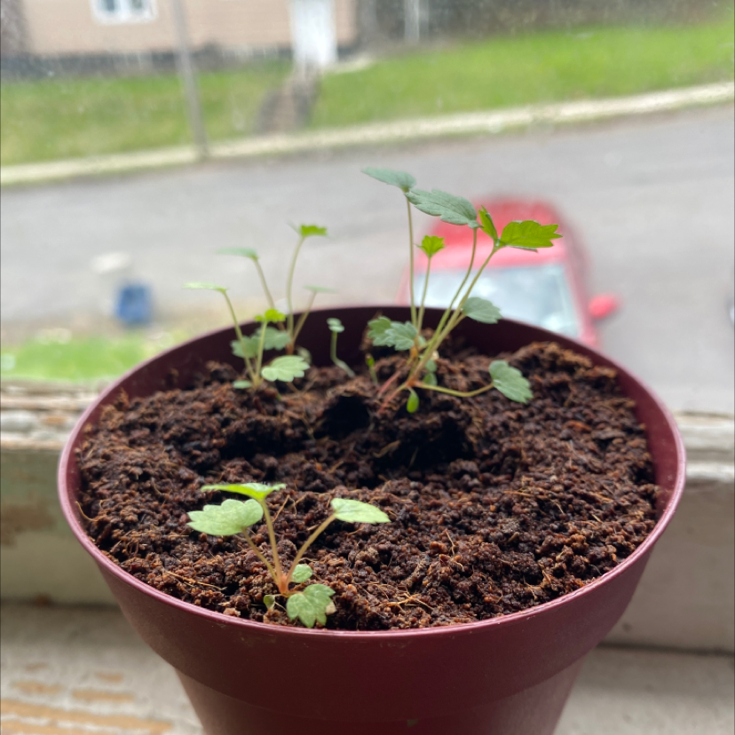 Young strawberry plant in a pot with healthy soil, early growth stage.