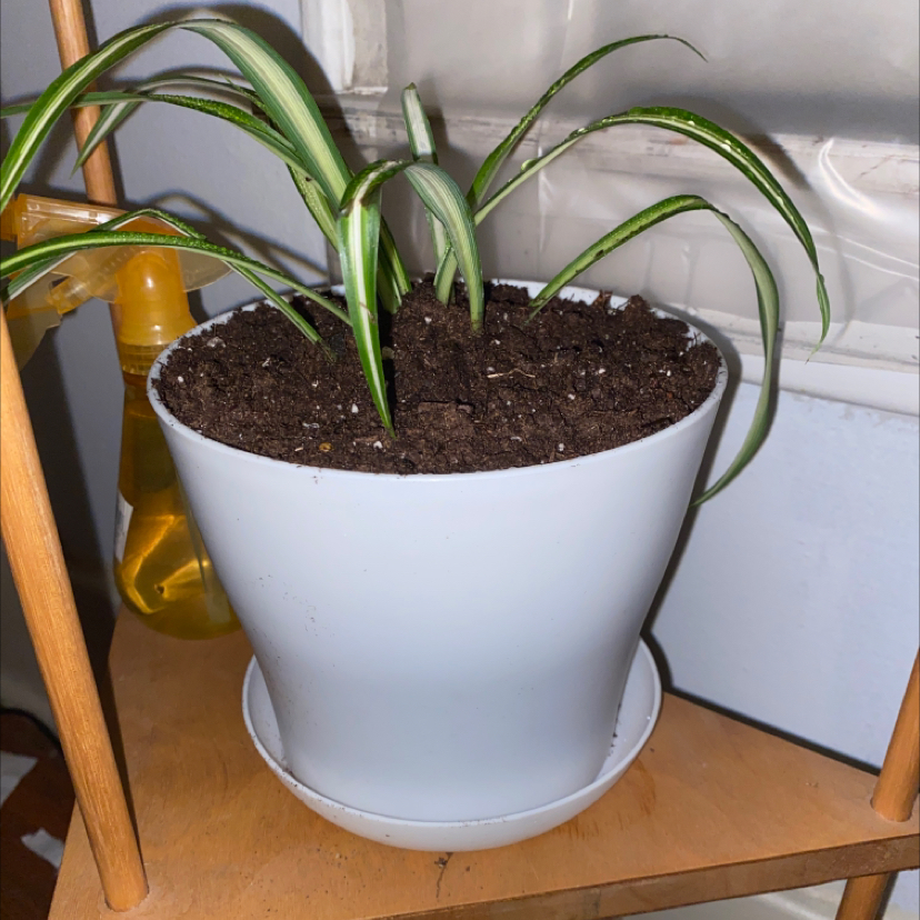 Variegated Spider Plant in a white pot on a wooden shelf with moist soil.