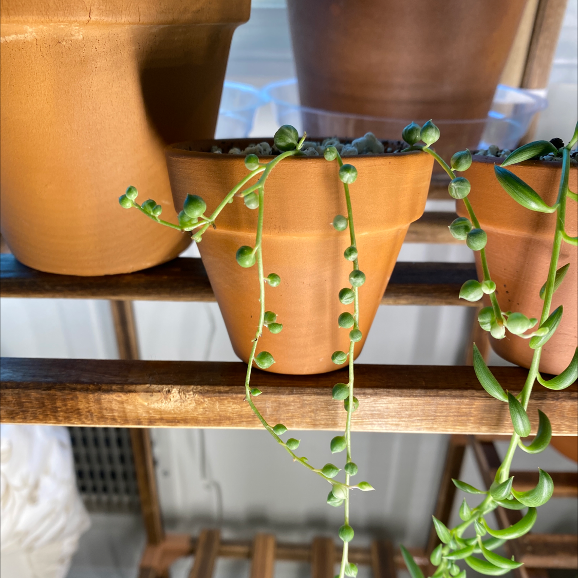 Variegated String of Pearls plant in a terracotta pot on a wooden shelf.