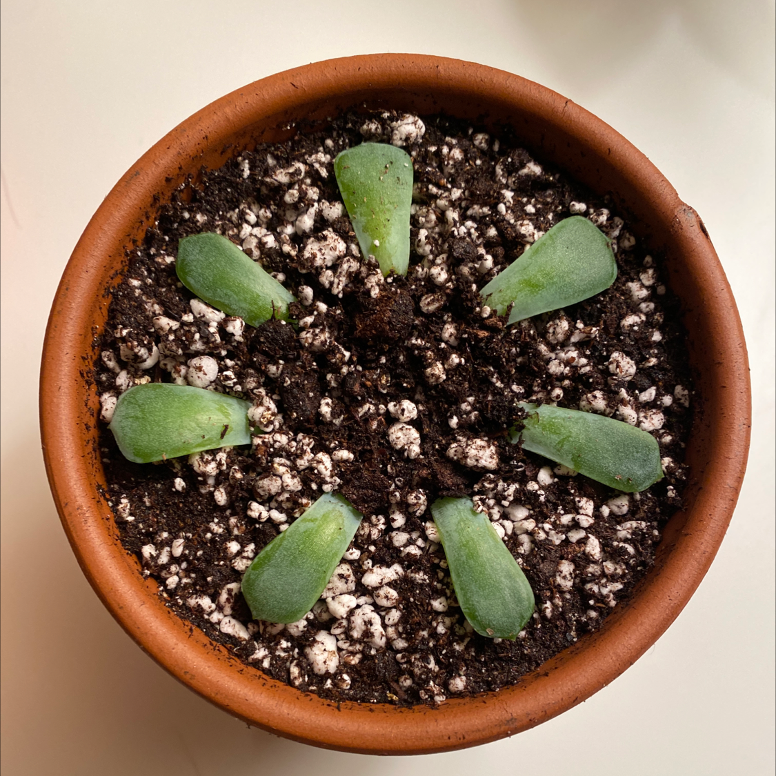 Potted Pearl Echeveria with green leaves arranged in a circular pattern on visible soil.