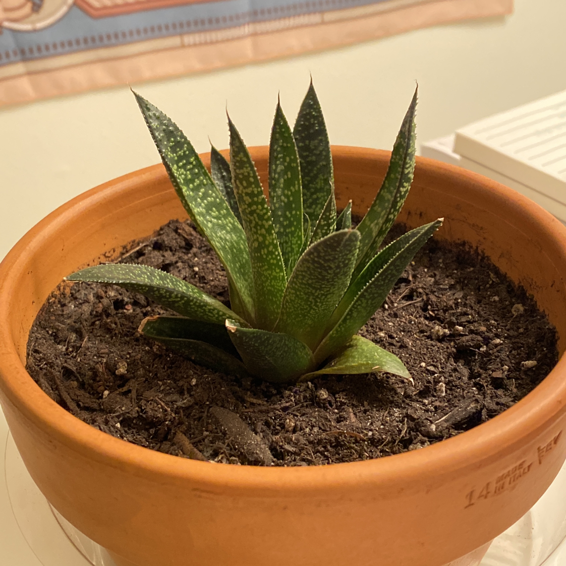 Gasteraloe 'Flow' plant in a terracotta pot with visible soil, appears healthy.
