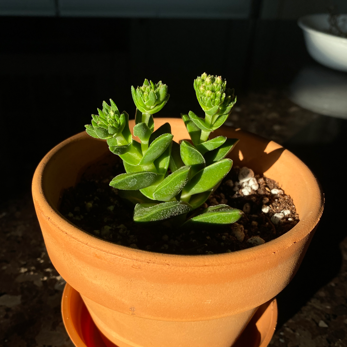 Crassula Rupestris plant photo by @sunnymatcha named Peach on Greg, the plant care app.