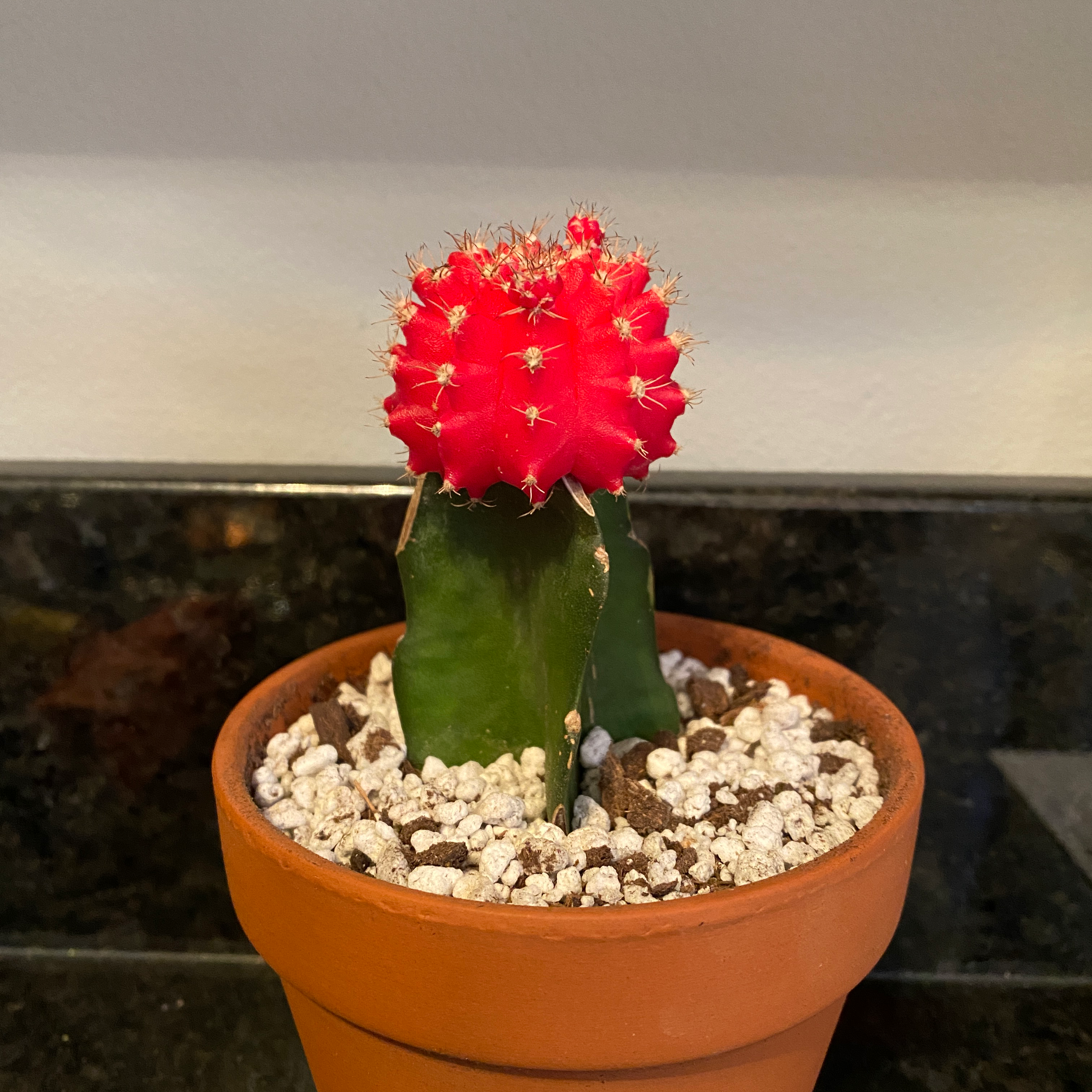 Moon Cactus in a terracotta pot with well-draining soil, vibrant and healthy.