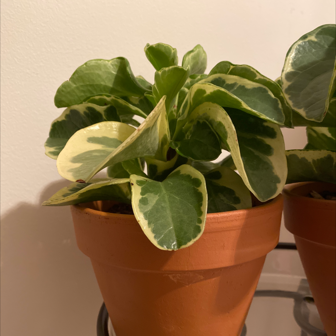 A vibrant Baby Rubber Plant with glossy, rounded leaves featuring light and dark green variegation patterns, free of any health issues.