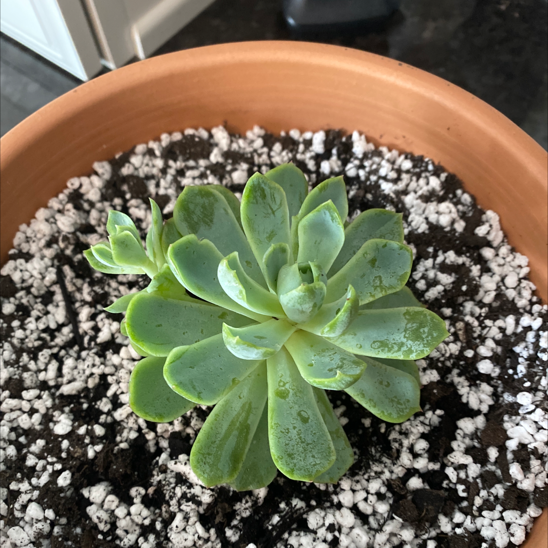 Pearl Echeveria plant in a terracotta pot with visible soil.