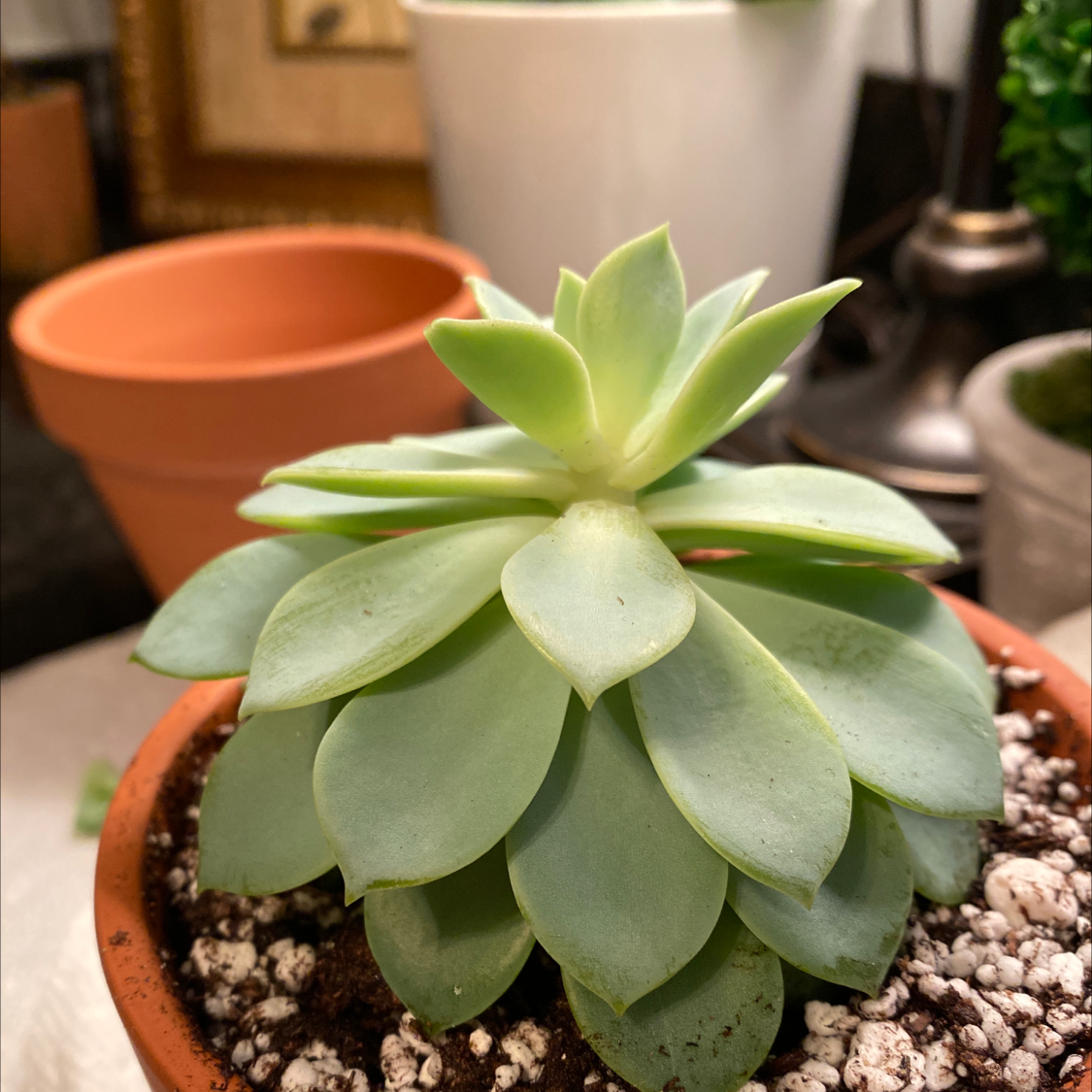 Healthy Echeveria 'Lola' succulent in a terracotta pot with visible soil.