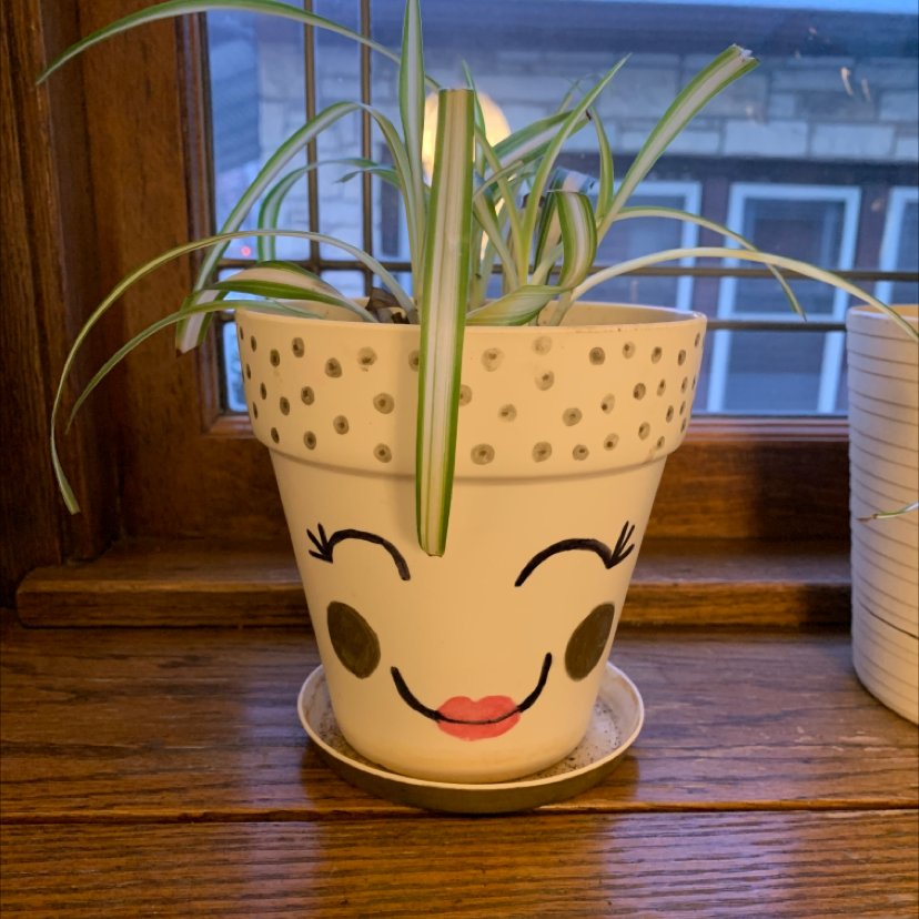 Variegated Spider Plant in a decorative pot on a windowsill.