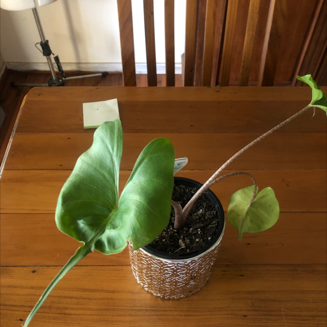Stingray Elephant Ear plant in a pot on a wooden table, with visible soil and healthy green leaves.