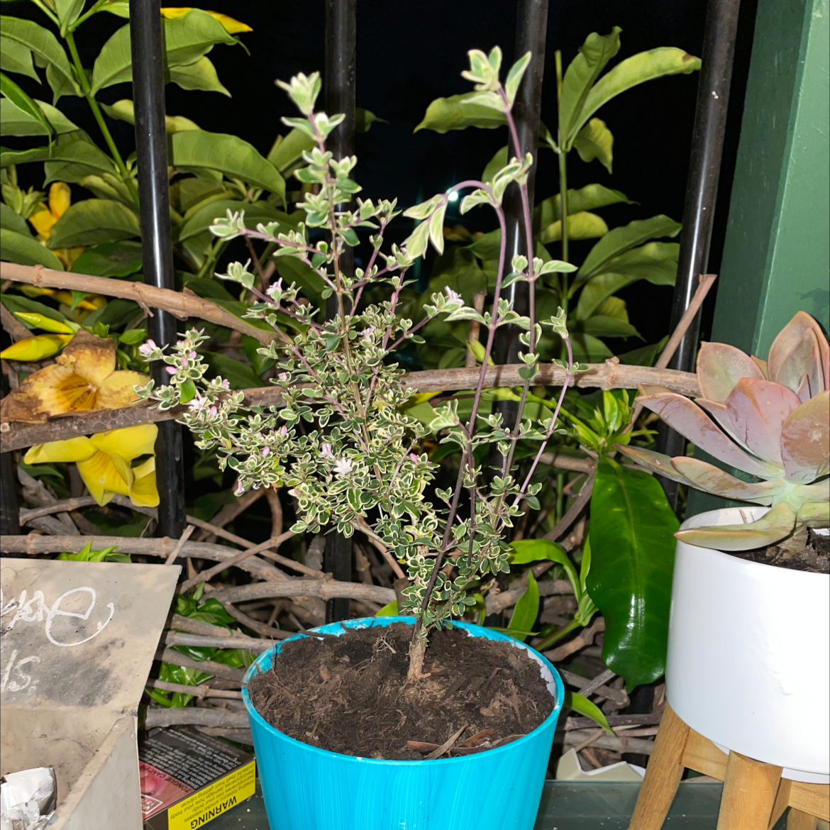 Potted Snowrose plant with visible soil, well-framed and in focus.