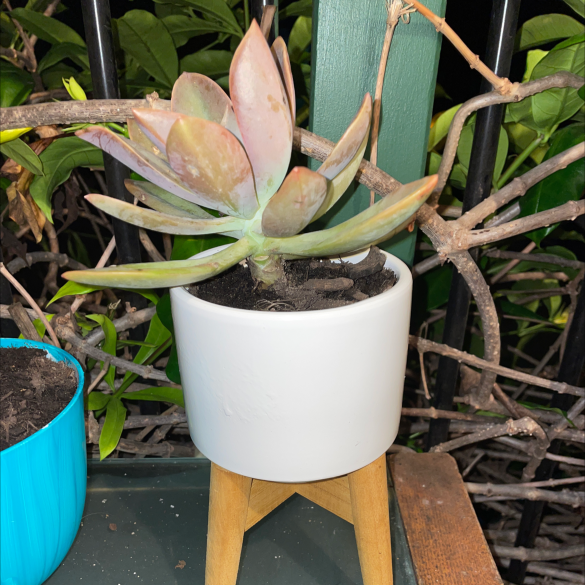 Pig's Ear succulent in a white pot with some leaf discoloration, well-framed and centered.