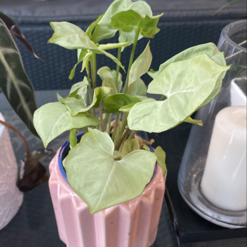 Red Heart plant photo by @avatheplantlover named bert on Greg, the plant care app.