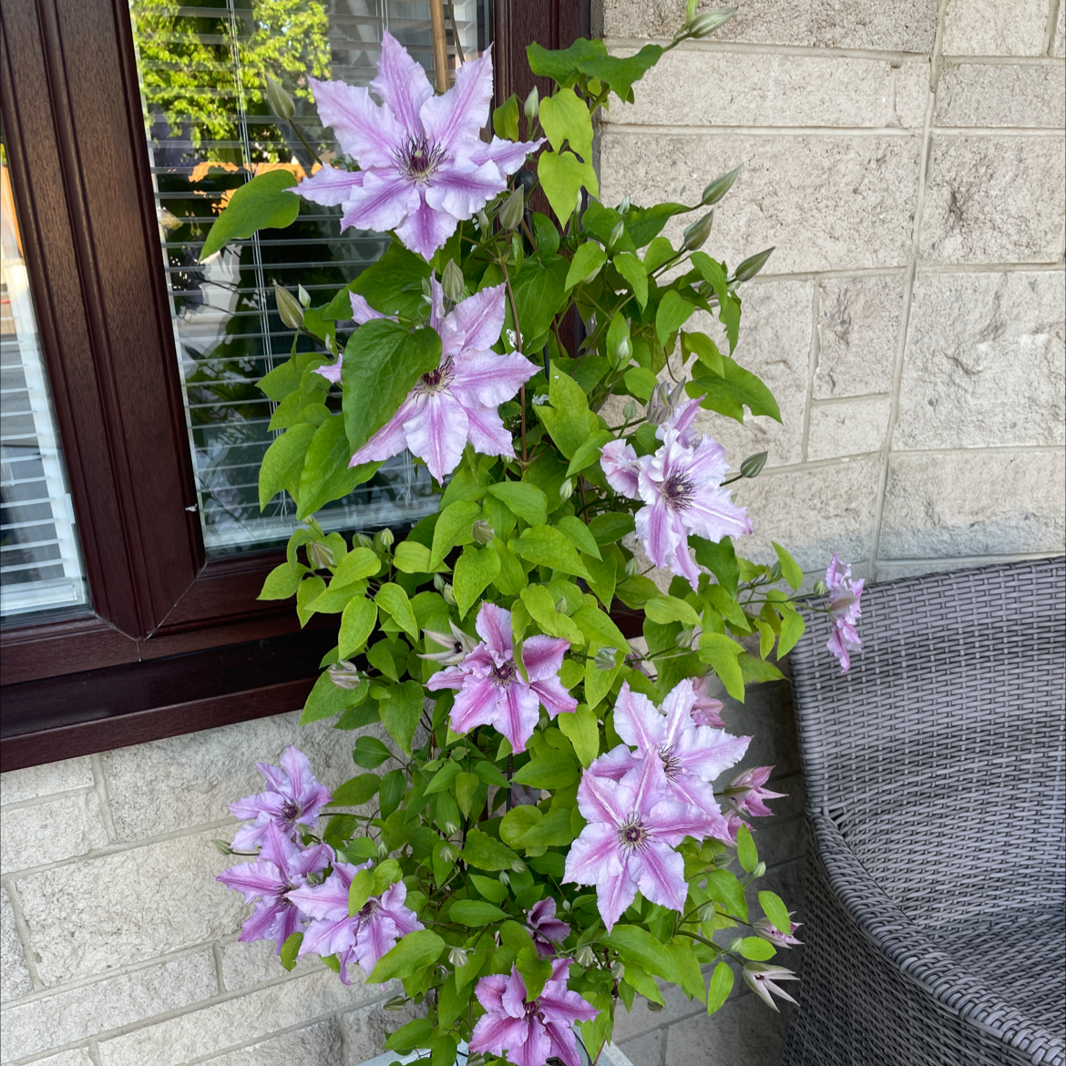 Italian Leather Flower plant with numerous purple flowers growing near a window.