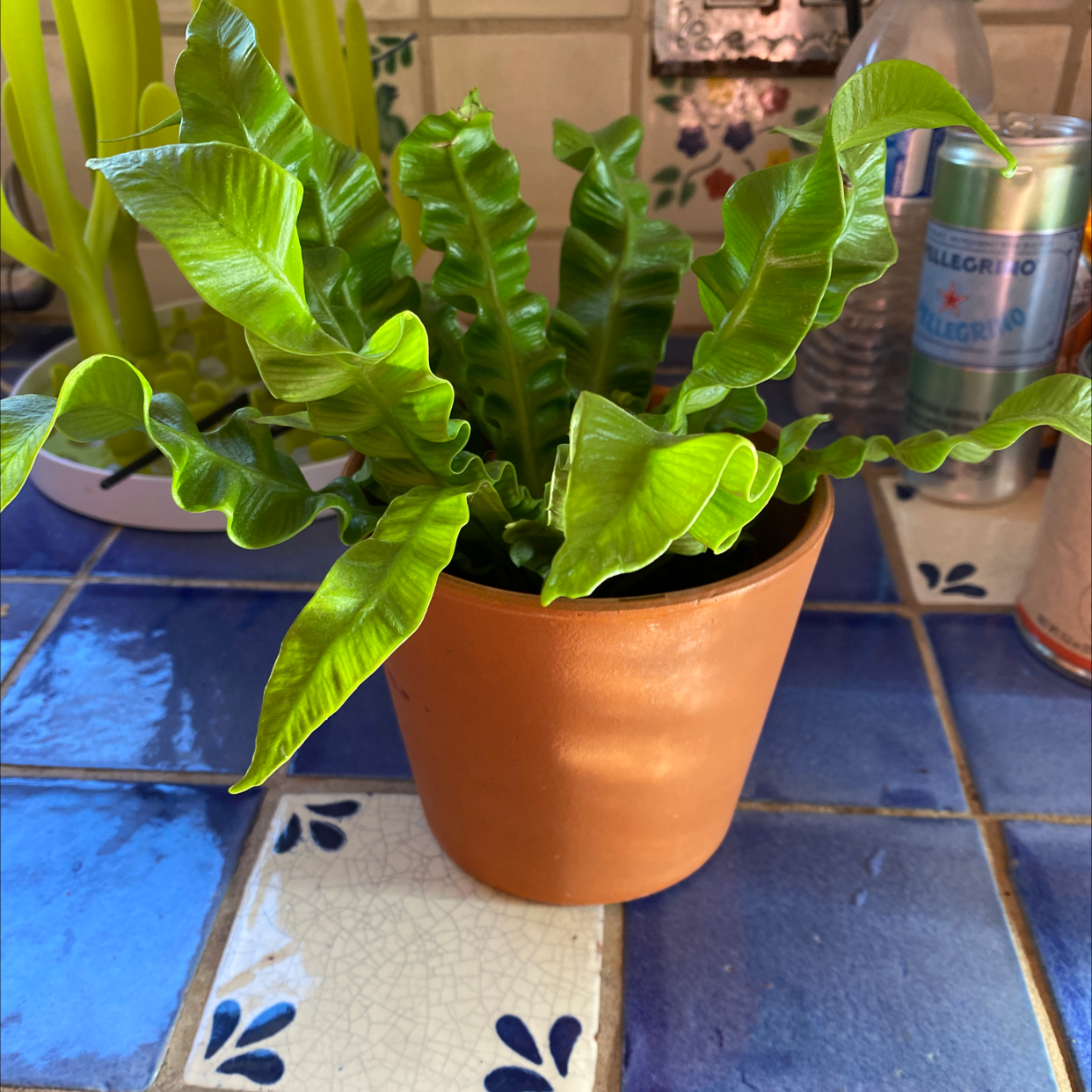 Hart's Tongue Fern in a terracotta pot on a tiled surface.