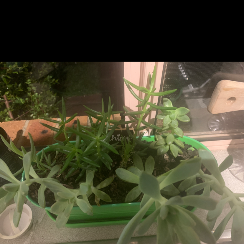 Echeveria 'Morning Beauty' and other succulents in a green container near a window.