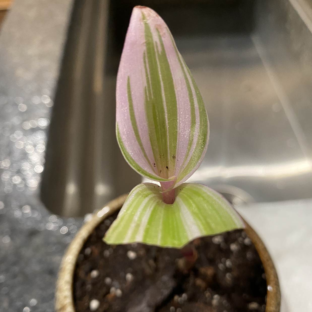 Close-up of a healthy Small-Leaf Spiderwort plant with vibrant green and purple leaves in a small brown pot.