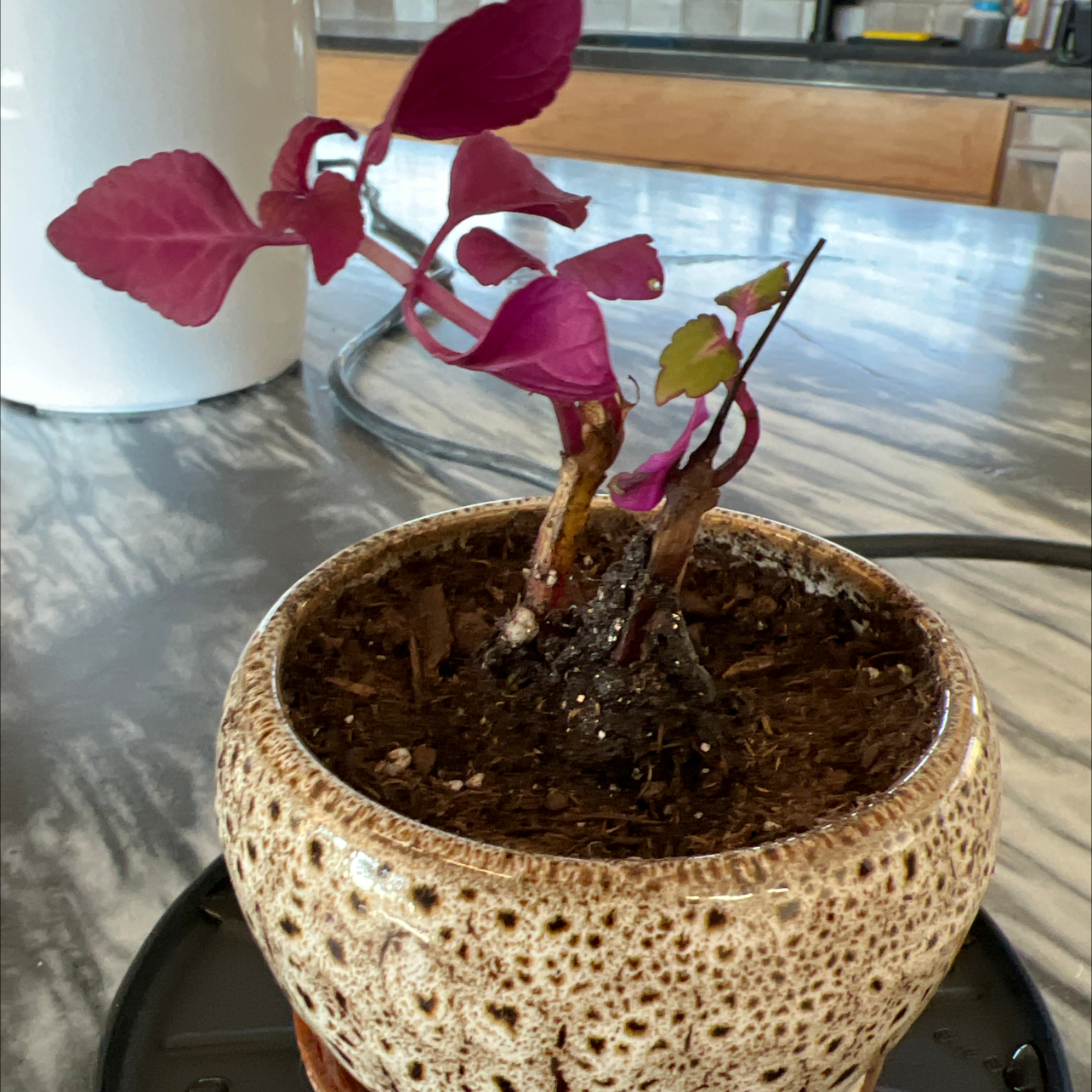 Healthy coleus plant with vibrant red and magenta leaves in a tan ceramic pot, sitting on a wooden surface indoors.