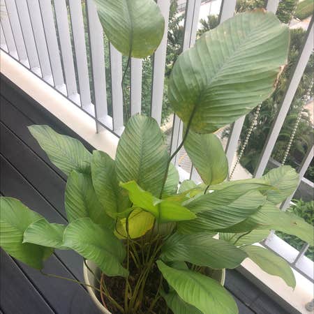 Photo of the plant species Sweet Prayer Plant by @rystephen named Clooney on Greg, the plant care app