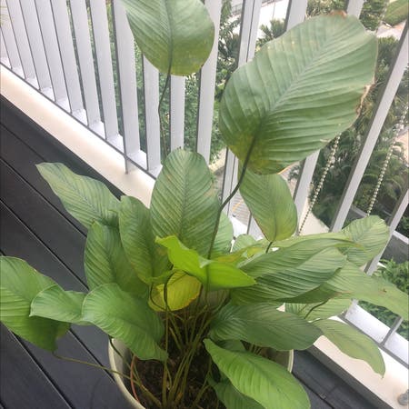 Photo of the plant species Sweet Prayer Plant by Rystephen named Clooney on Greg, the plant care app