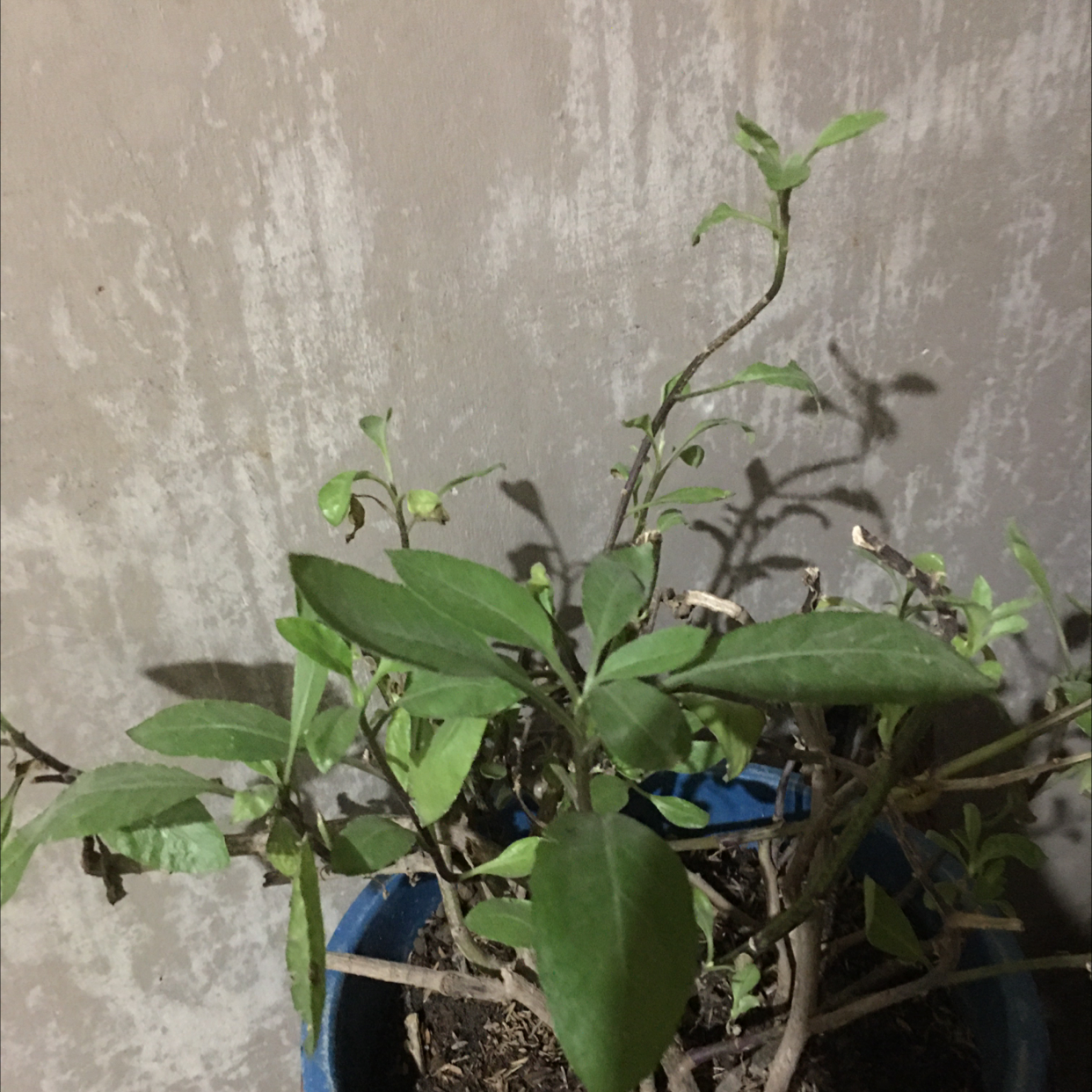 Photo of the plant species Ashitaba 'Tomorrow's Leaf' by Judy ann named Ashitaba on Greg, the plant care app