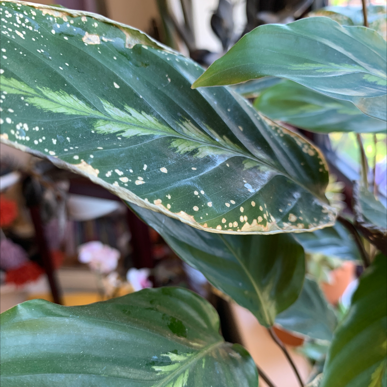 Photo of the plant species Prayer Plant 'Maui Queen' by @slimebat named speckle on Greg, the plant care app