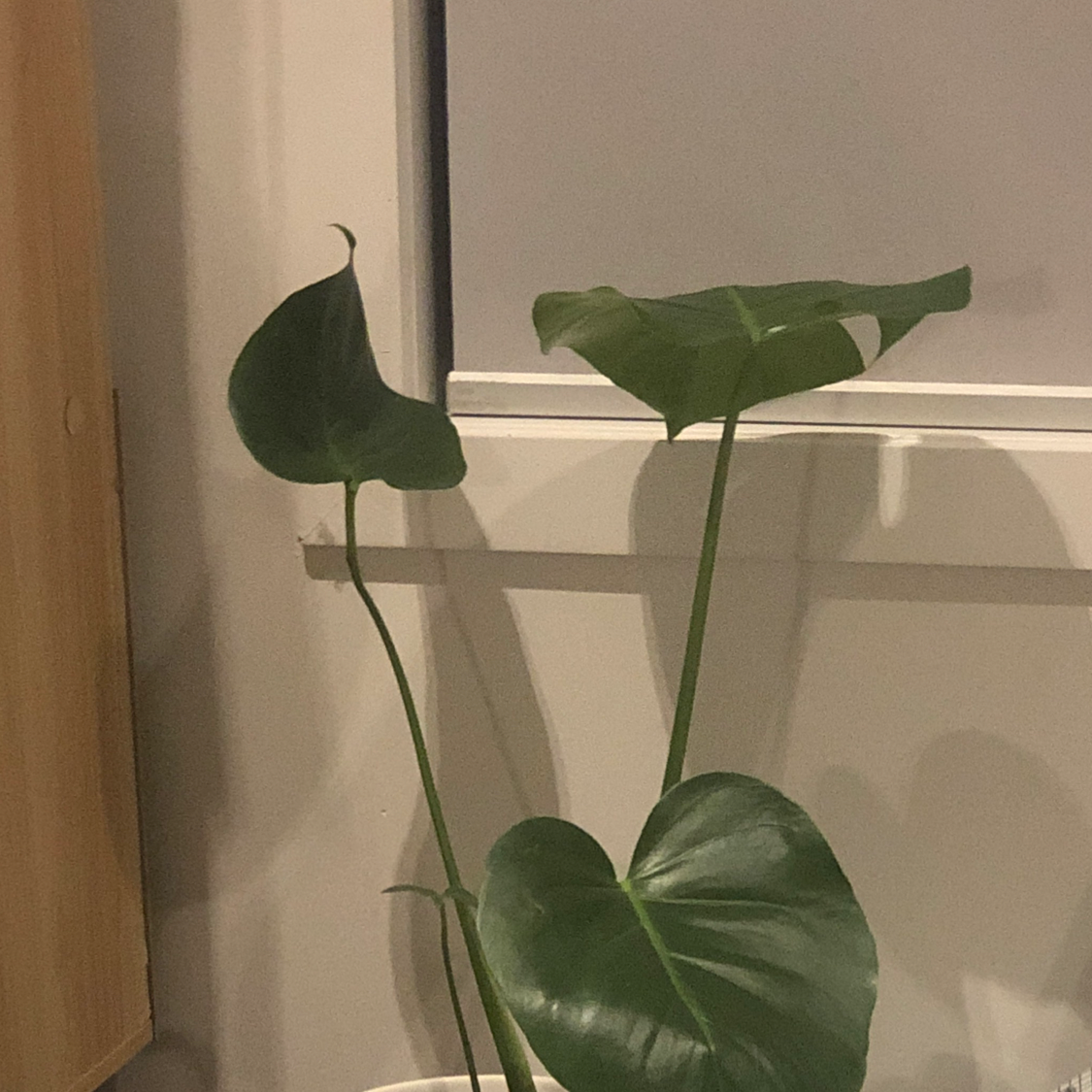 Monstera plant photo by @timmika named Harper on Greg, the plant care app.